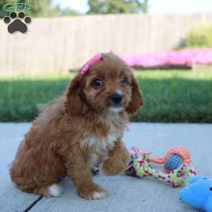 Jemma, Cavapoo Puppy